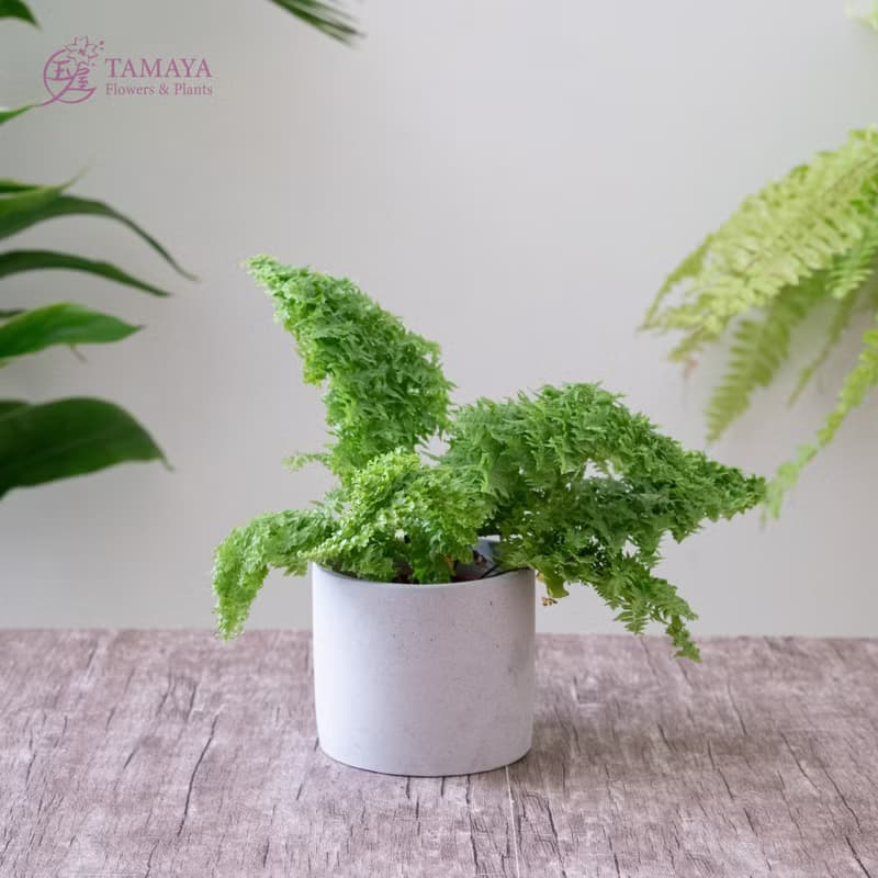 澎澎蕨盆栽