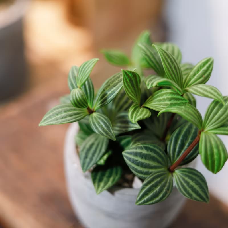 【室內盆栽】白脈椒草 觀葉植物 盆栽 植栽 開幕送禮 發財樹