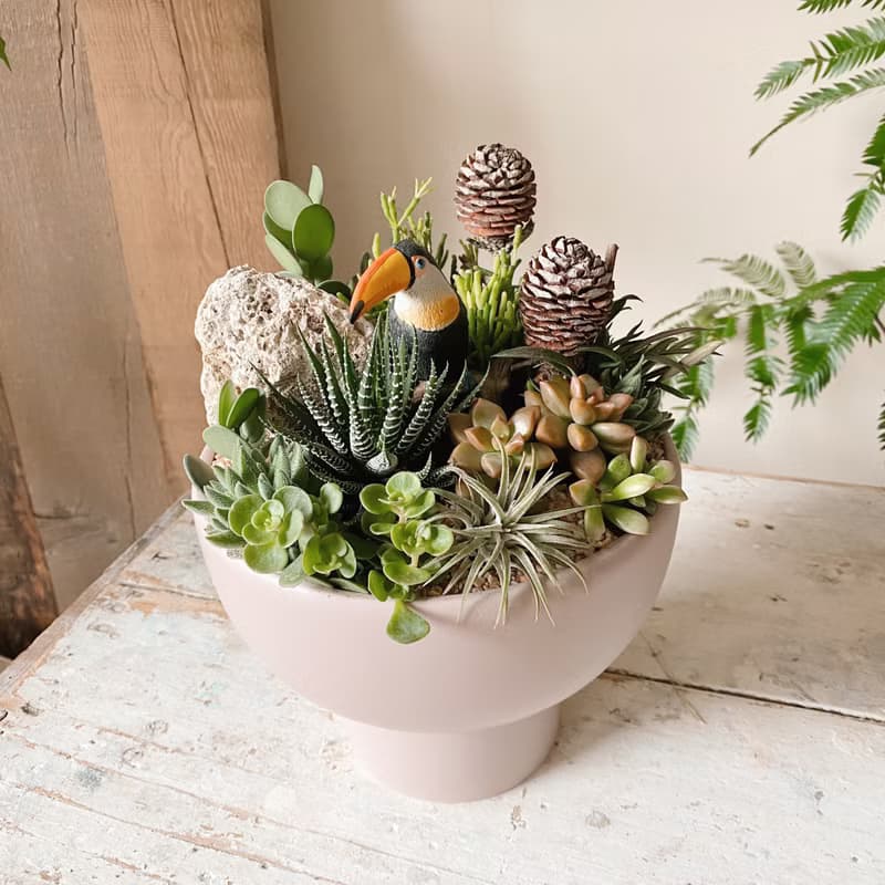 多肉植物開幕植栽