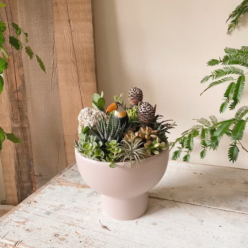 多肉植物開幕植栽