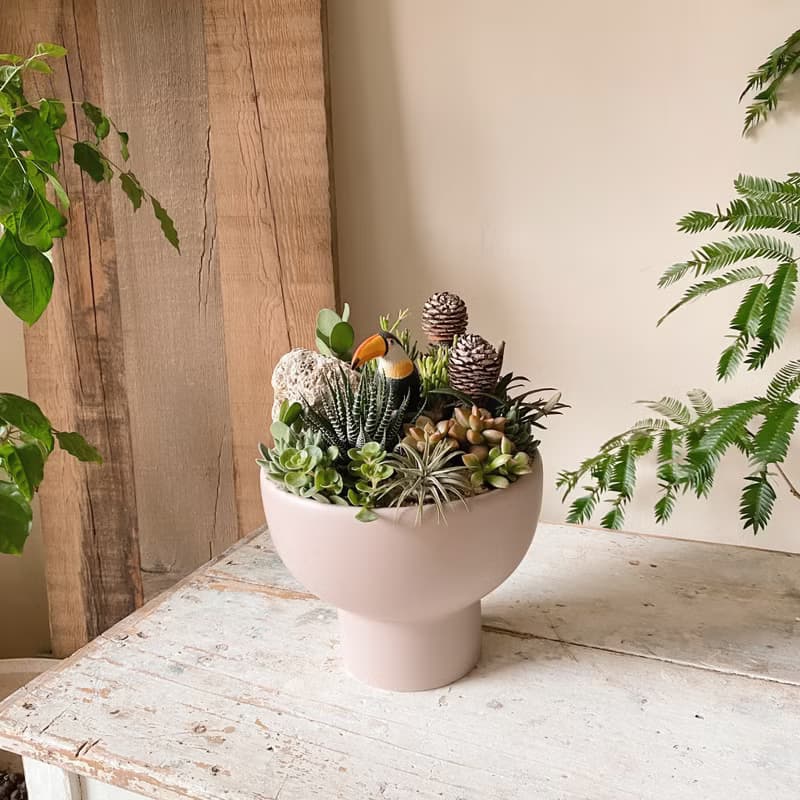 多肉植物開幕植栽