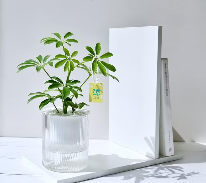 【送禮推薦】透明吸水盆栽 室內植物 辦公室盆栽 活體植物 畢業禮