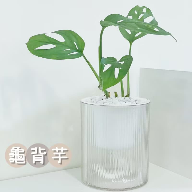 【送禮推薦】透明吸水盆栽 室內植物 辦公室盆栽 活體植物 畢業禮