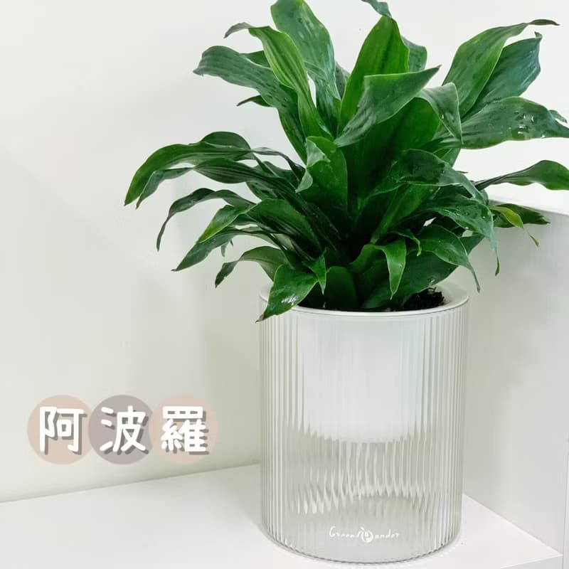 【送禮推薦】透明吸水盆栽 室內植物 辦公室盆栽 活體植物 畢業禮