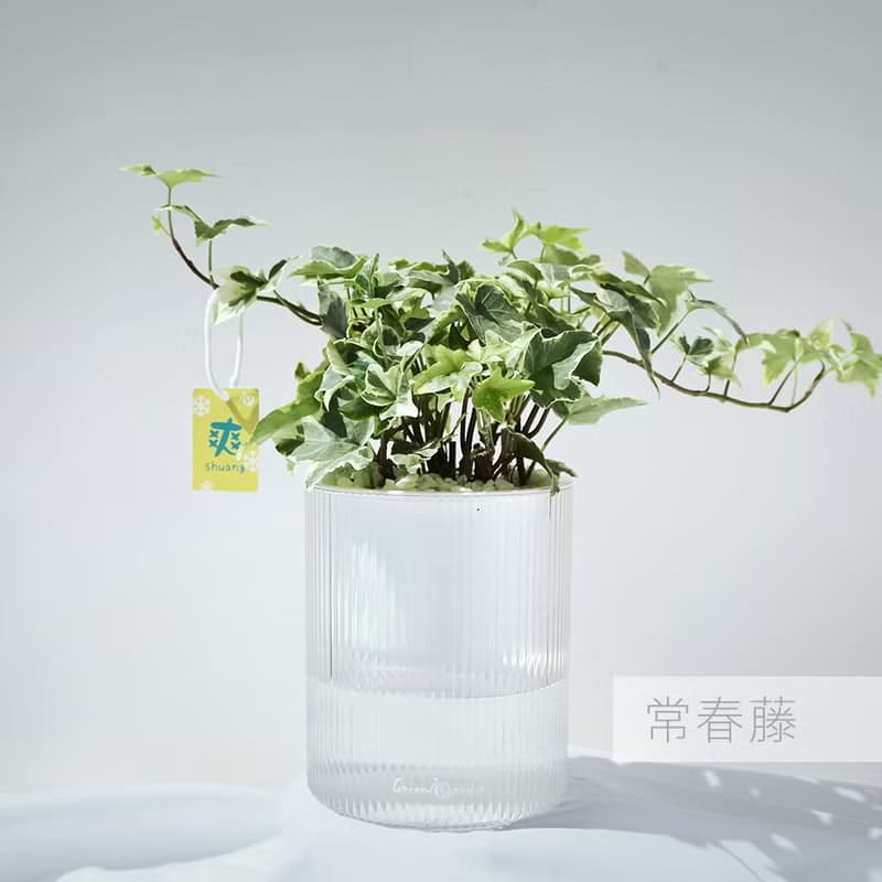 【送禮推薦】透明吸水盆栽 室內植物 辦公室盆栽 活體植物 畢業禮