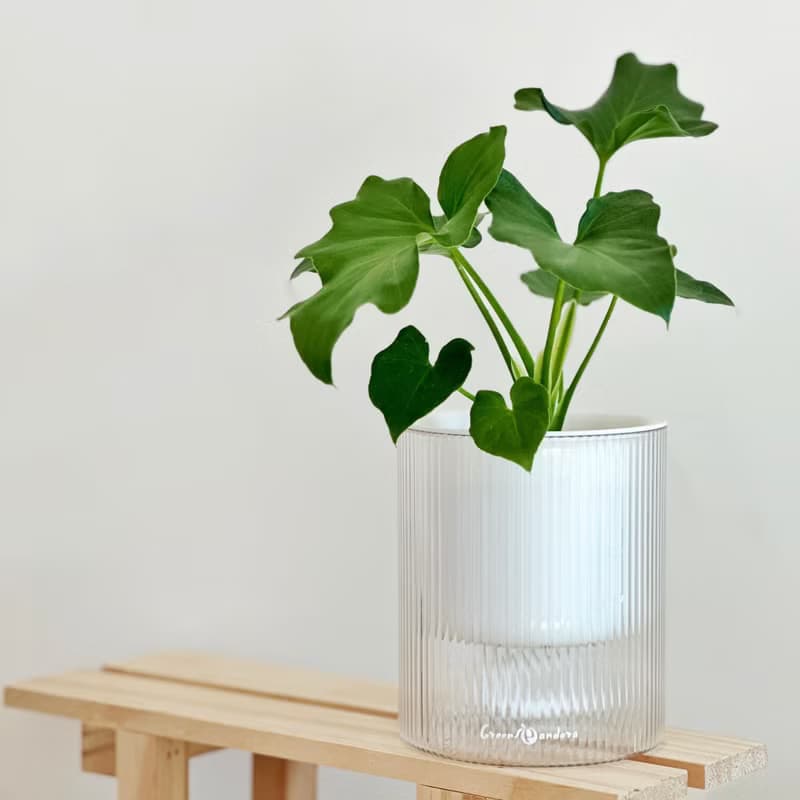 【送禮推薦】透明吸水盆栽 室內植物 辦公室盆栽 活體植物 畢業禮