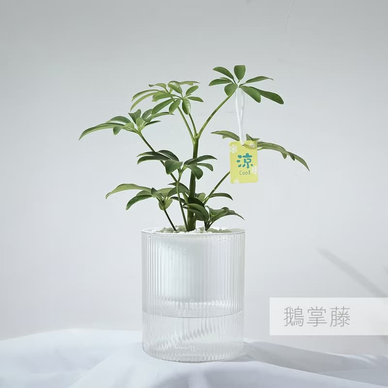 【送禮推薦】透明吸水盆栽 室內植物 辦公室盆栽 活體植物 畢業禮