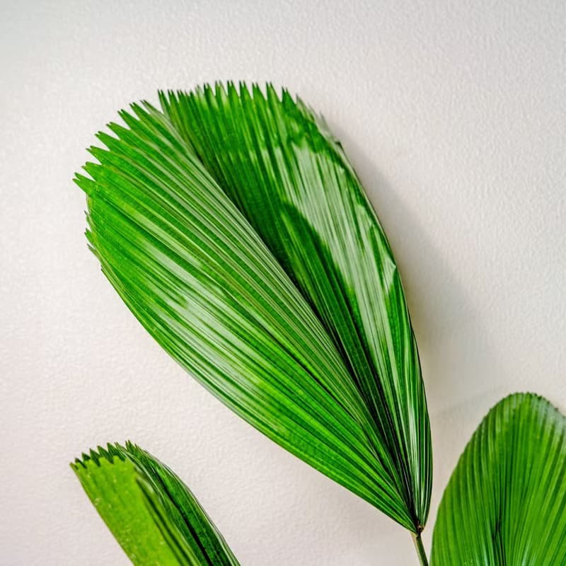 圓扇蒲葵細灰條紋水泥盆栽 開幕盆栽推薦