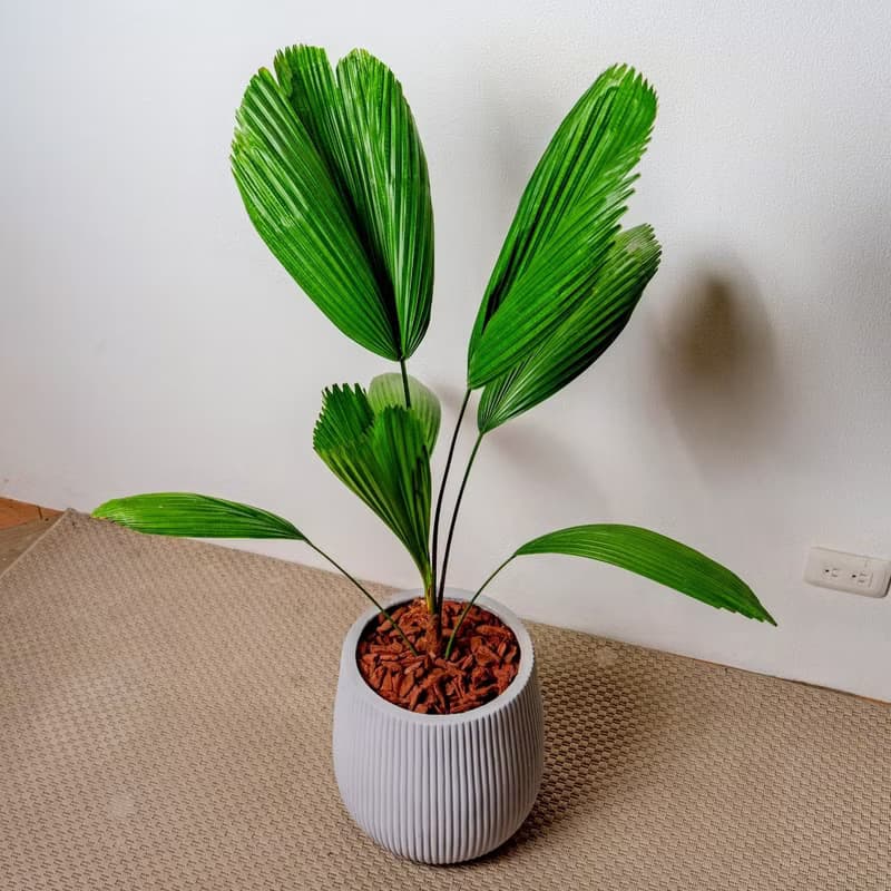 圓扇蒲葵細灰條紋水泥盆栽 開幕盆栽推薦