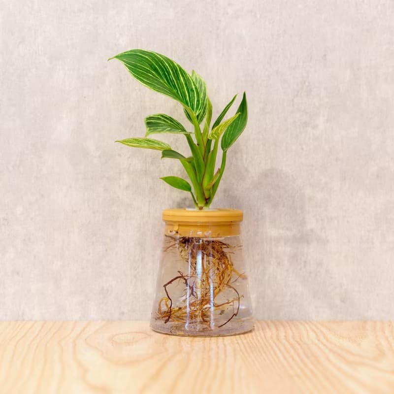 鉑金蔓綠絨 三角水耕盆栽 室內植物 觀葉植物 禮物 水培