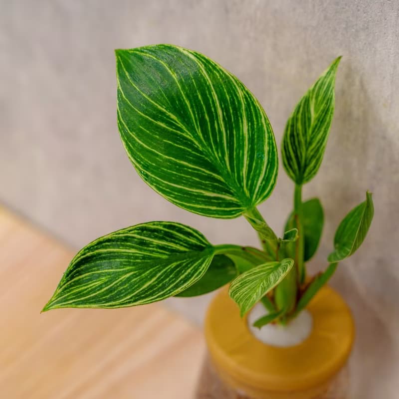 鉑金蔓綠絨 三角水耕盆栽 室內植物 觀葉植物 禮物 水培