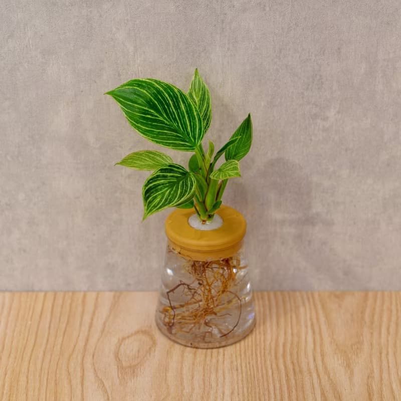 鉑金蔓綠絨 三角水耕盆栽 室內植物 觀葉植物 禮物 水培