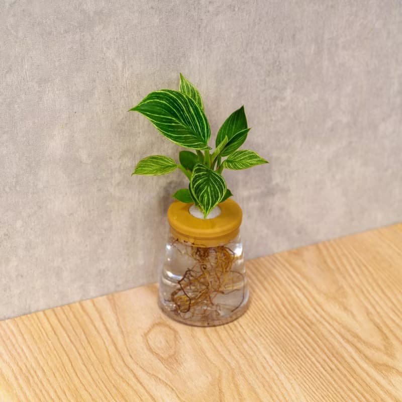 鉑金蔓綠絨 三角水耕盆栽 室內植物 觀葉植物 禮物 水培