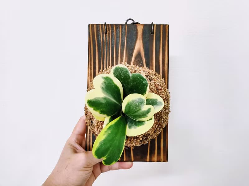 斑葉心葉毬蘭苔球│板植│窗邊植物│多肉植物│觀葉植物