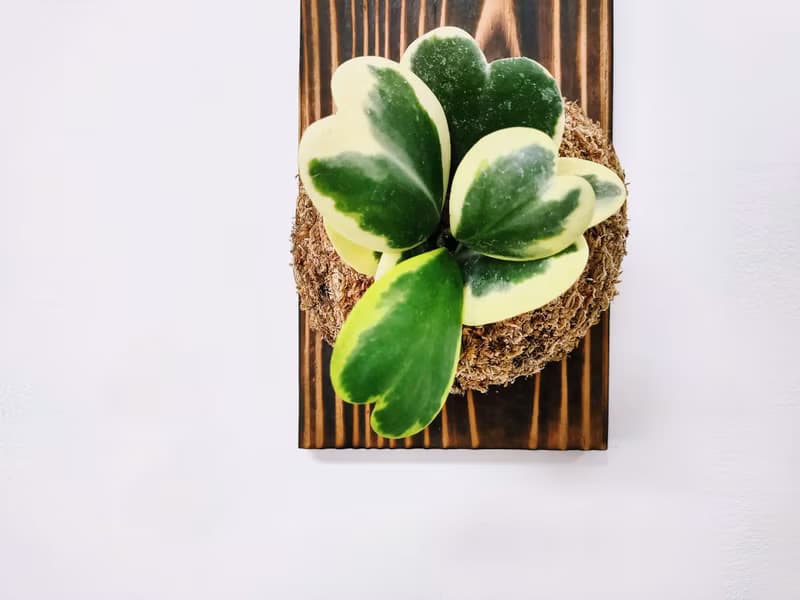 斑葉心葉毬蘭苔球│板植│窗邊植物│多肉植物│觀葉植物
