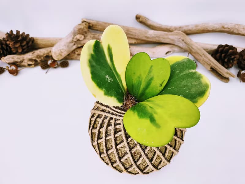 斑葉心葉毬蘭苔球│板植│窗邊植物│多肉植物│觀葉植物