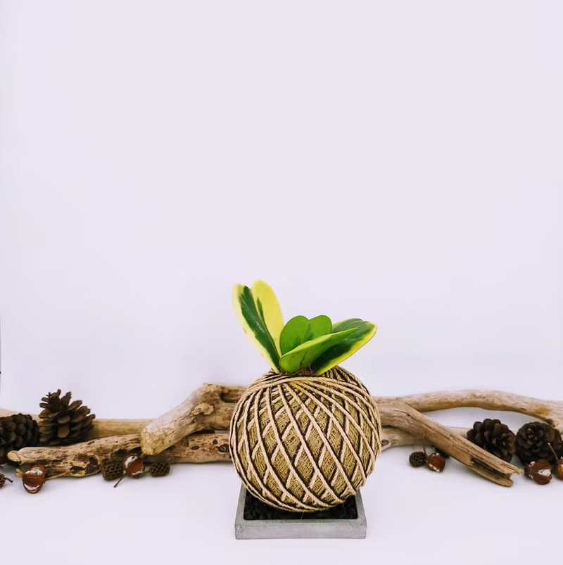 斑葉心葉毬蘭苔球│板植│窗邊植物│多肉植物│觀葉植物