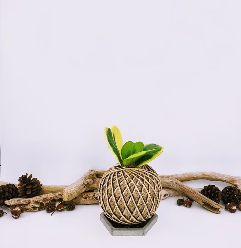 斑葉心葉毬蘭苔球│板植│窗邊植物│多肉植物│觀葉植物