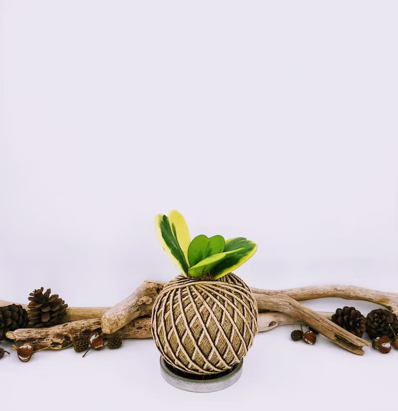 斑葉心葉毬蘭苔球│板植│窗邊植物│多肉植物│觀葉植物