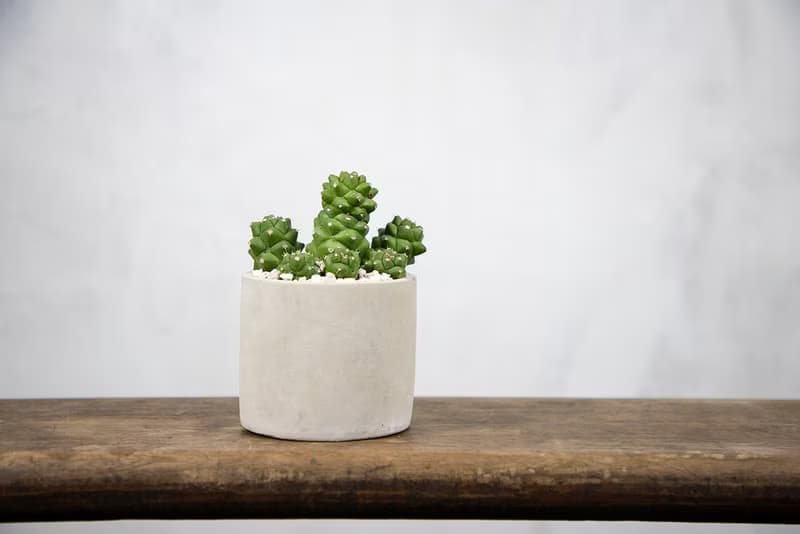 【室內盆栽】將軍閣盆栽 室內植物 多肉植物 盆栽 植栽 開幕送禮