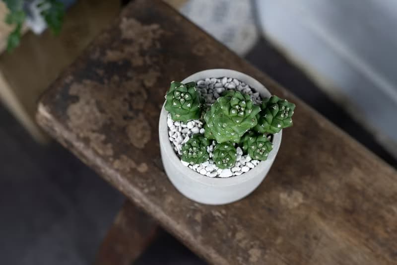 【室內盆栽】將軍閣盆栽 室內植物 多肉植物 盆栽 植栽 開幕送禮