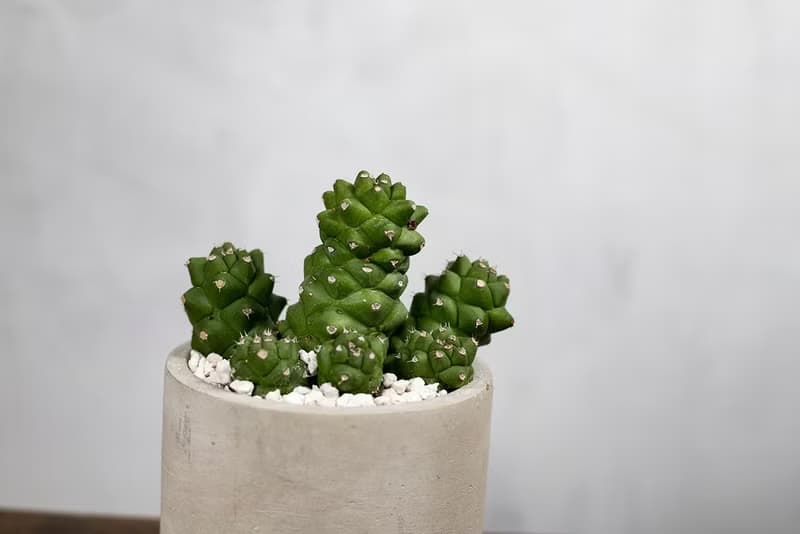 【室內盆栽】將軍閣盆栽 室內植物 多肉植物 盆栽 植栽 開幕送禮