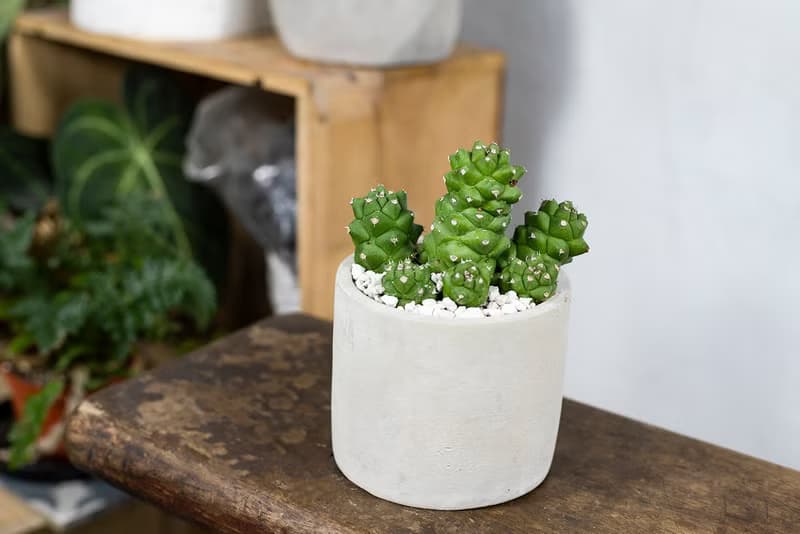 【室內盆栽】將軍閣盆栽 室內植物 多肉植物 盆栽 植栽 開幕送禮