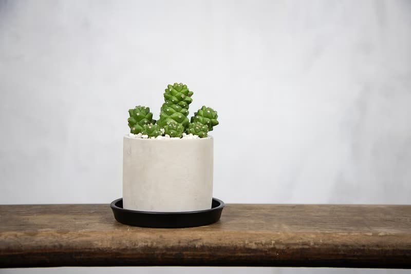 【室內盆栽】將軍閣盆栽 室內植物 多肉植物 盆栽 植栽 開幕送禮