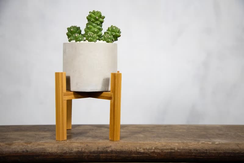 【室內盆栽】將軍閣盆栽 室內植物 多肉植物 盆栽 植栽 開幕送禮