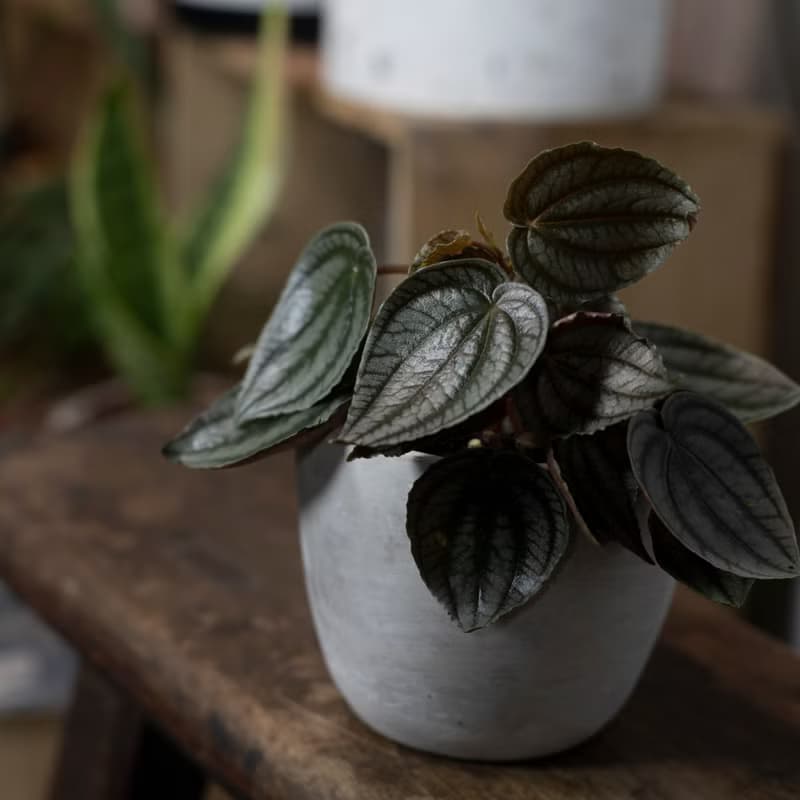 【室內盆栽】兔耳椒草 觀葉植物 室內植物 開幕送禮 植栽