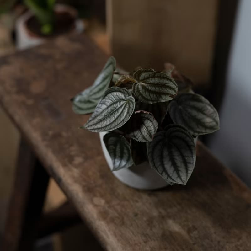 【室內盆栽】兔耳椒草 觀葉植物 室內植物 開幕送禮 植栽