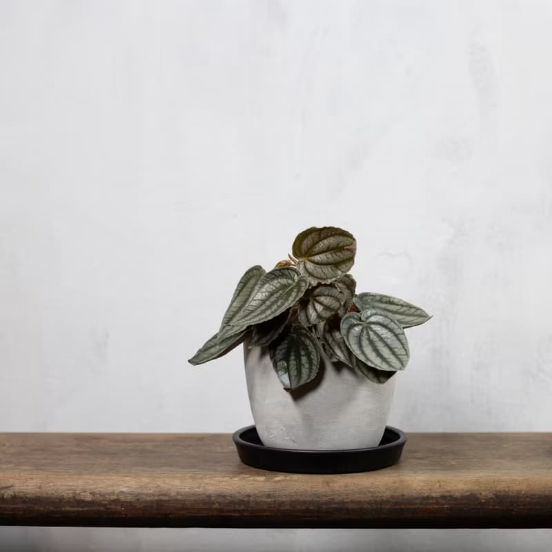 【室內盆栽】兔耳椒草 觀葉植物 室內植物 開幕送禮 植栽