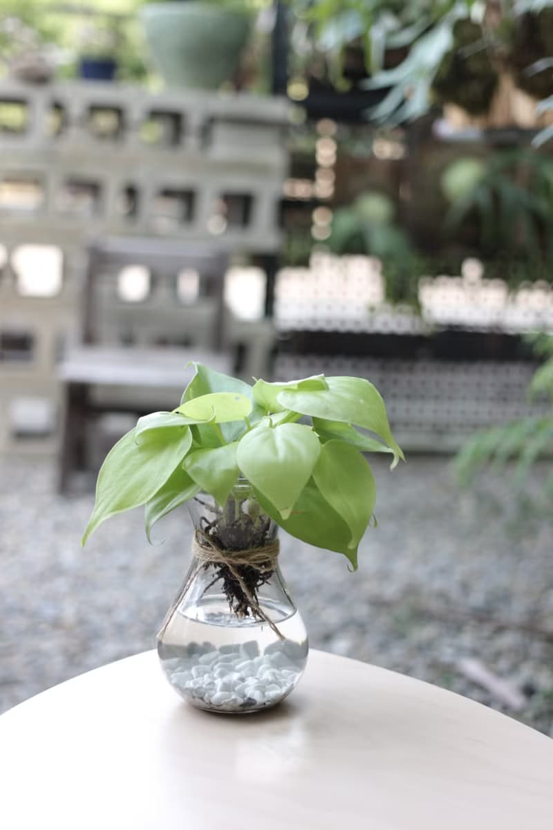 水培植栽│心葉曼綠絨 _室內植物 辦公室盆栽 店內擺設 送禮