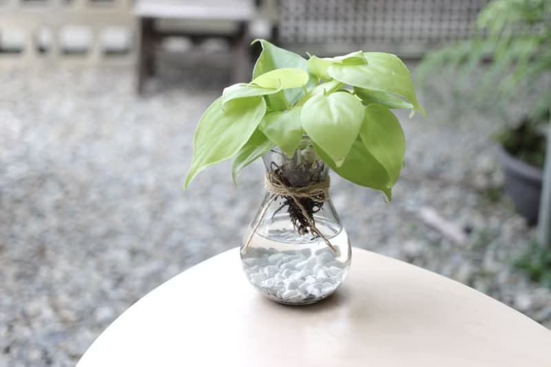 水培植栽│心葉曼綠絨 _室內植物 辦公室盆栽 店內擺設 送禮