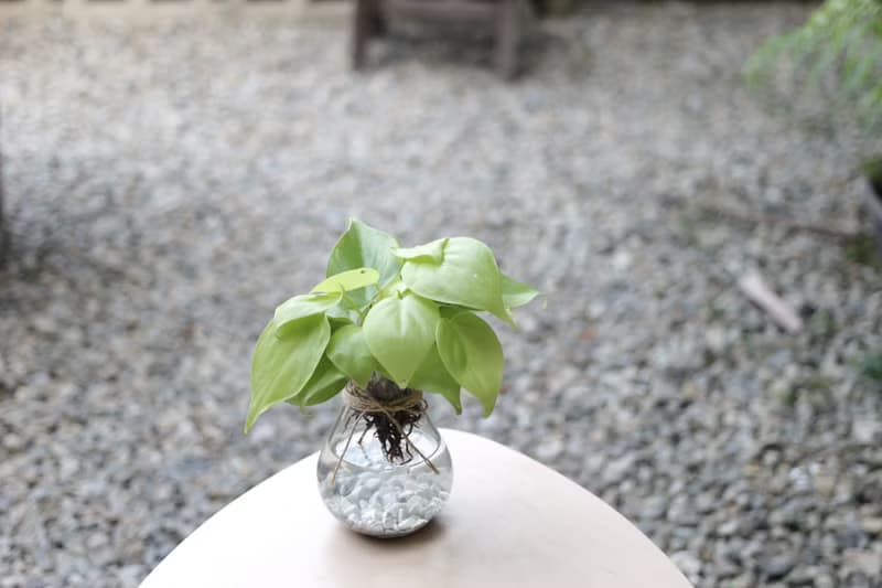 水培植栽│心葉曼綠絨 _室內植物 辦公室盆栽 店內擺設 送禮