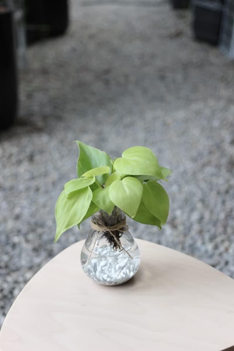 水培植栽│心葉曼綠絨 _室內植物 辦公室盆栽 店內擺設 送禮