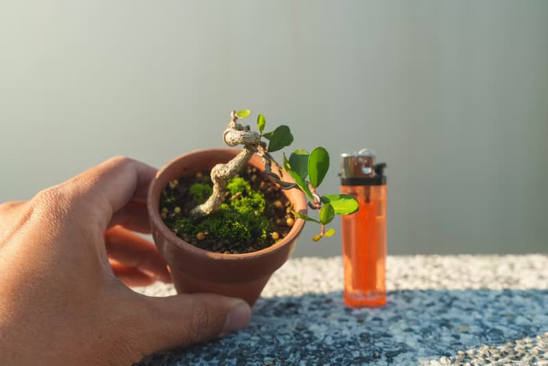 牛港刺迷你盆栽 會開花結果 迷你盆景 植栽 植物 小盆栽
