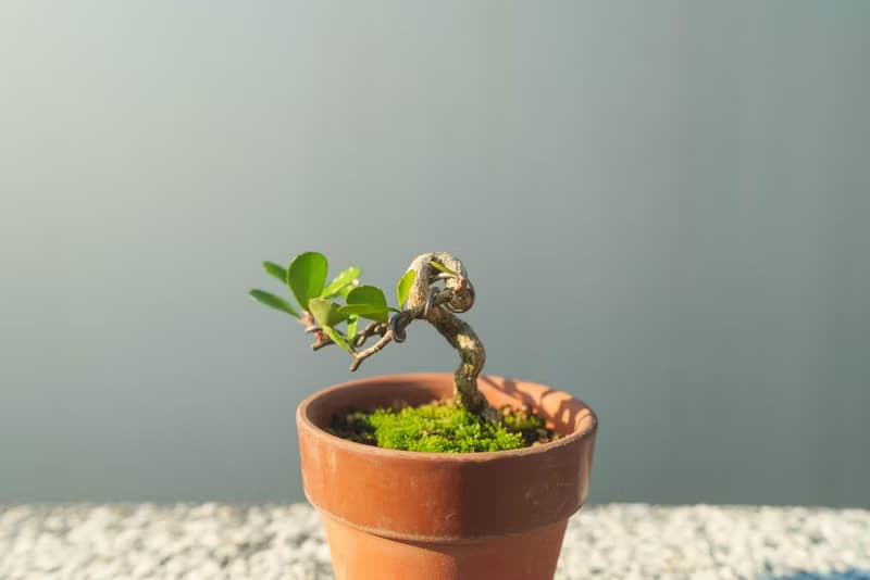 牛港刺迷你盆栽 會開花結果 迷你盆景 植栽 植物 小盆栽