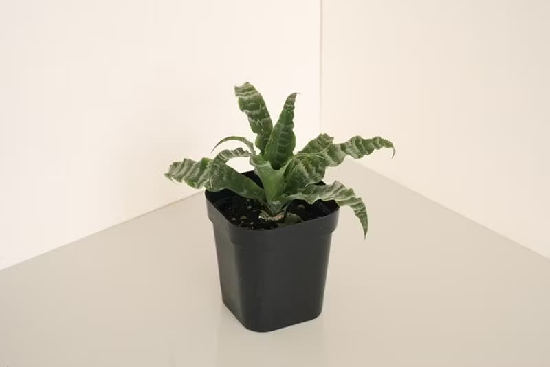 綠虎紋絨葉鳳梨