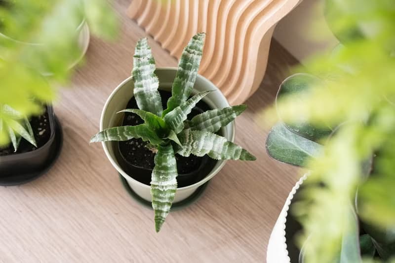 綠虎紋絨葉鳳梨