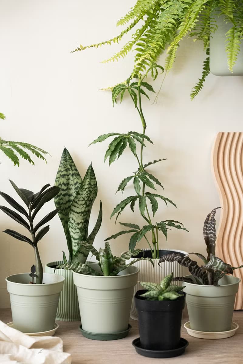 綠虎紋絨葉鳳梨