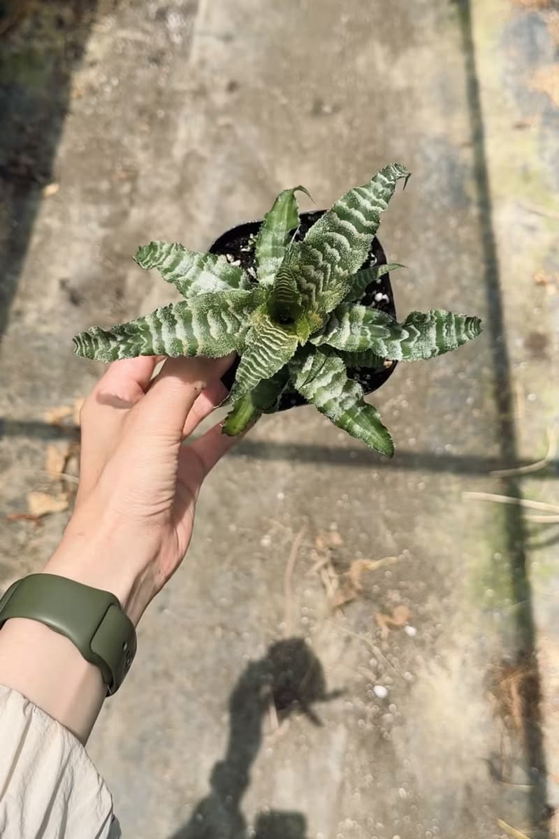 綠虎紋絨葉鳳梨