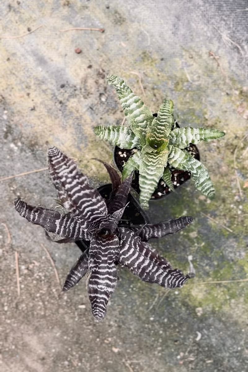 綠虎紋絨葉鳳梨