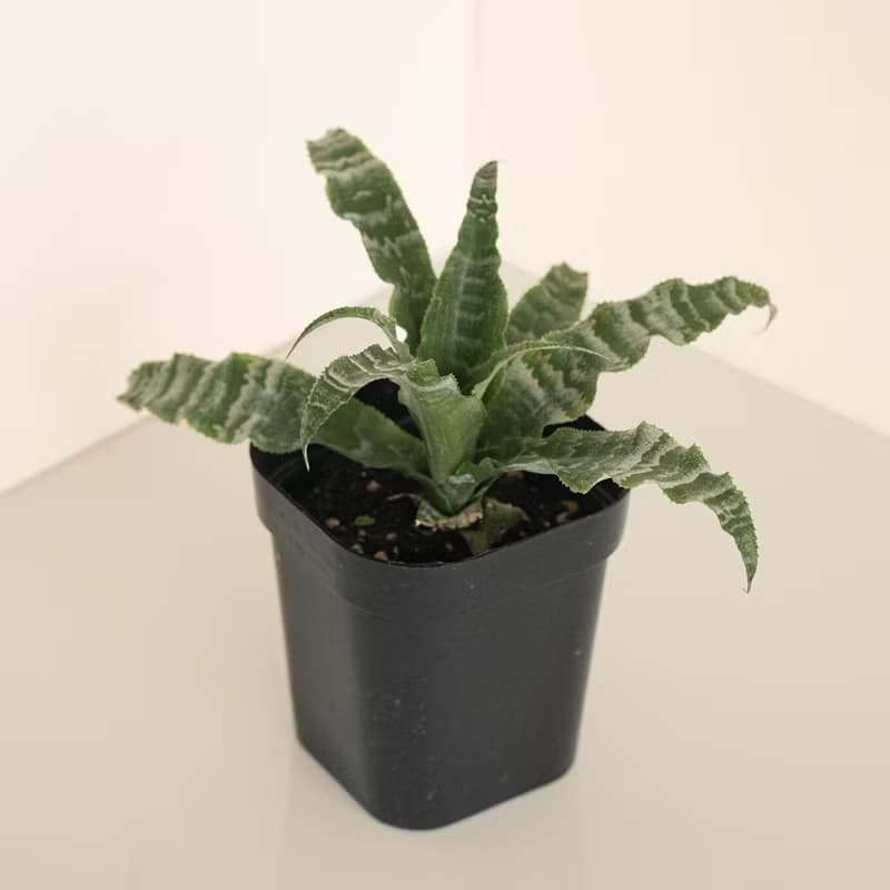 綠虎紋絨葉鳳梨