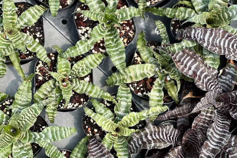 綠虎紋絨葉鳳梨