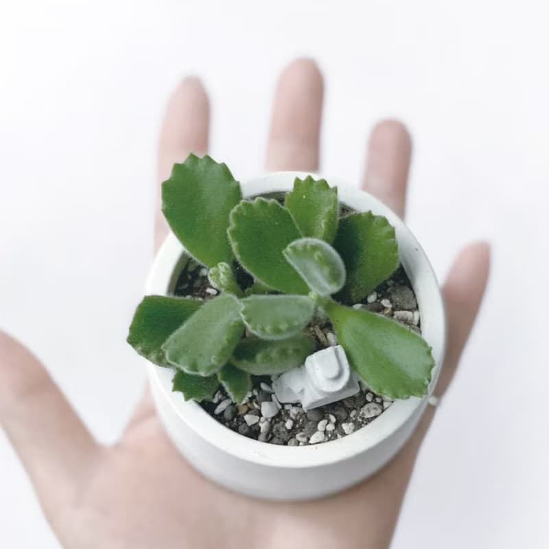 (預購) 白灰漸層系列 | 熊童子 贈小機器人 圓形水泥多肉植栽