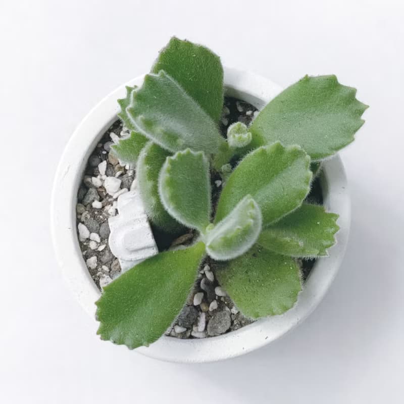 (預購) 白灰漸層系列 | 熊童子 贈小機器人 圓形水泥多肉植栽