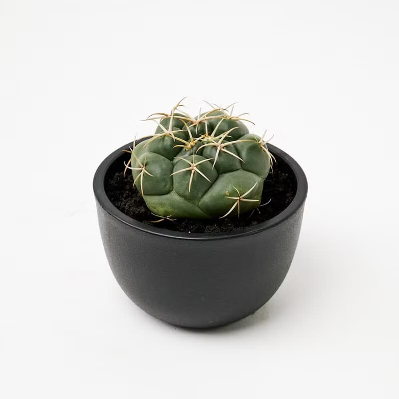 象牙丸 | 多肉植物 仙人掌