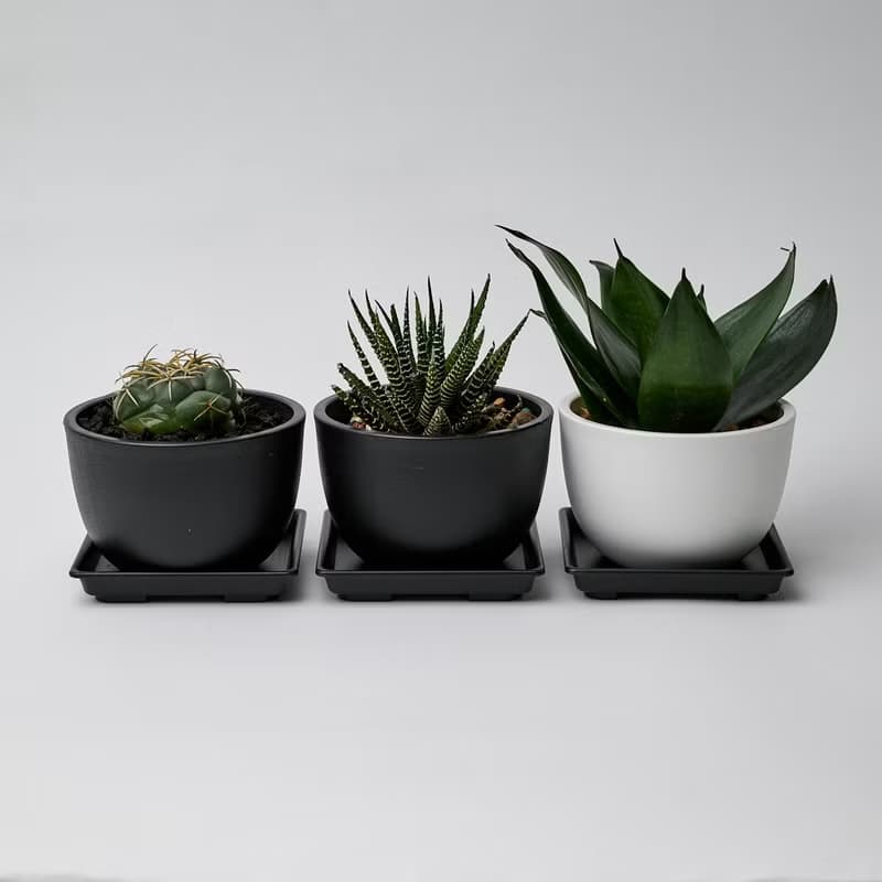 象牙丸 | 多肉植物 仙人掌