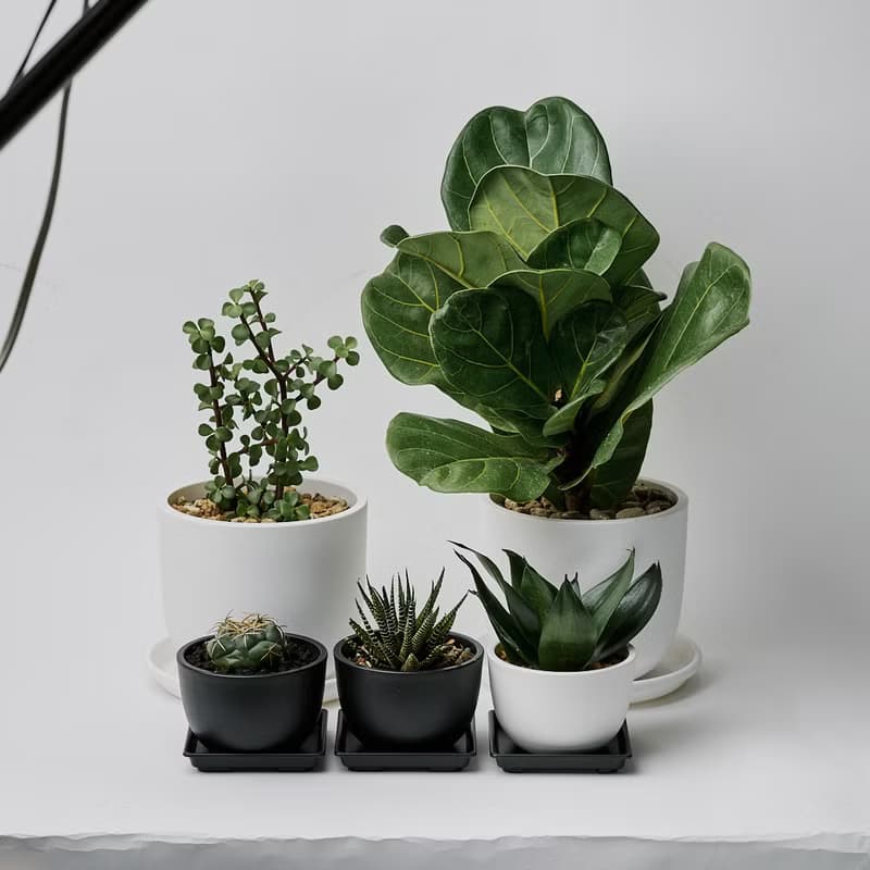 象牙丸 | 多肉植物 仙人掌